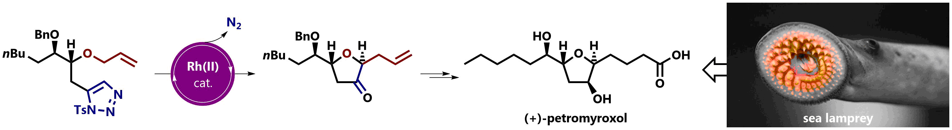 Abstract image for Enantioselective Synthesis of (+)-Petromyroxol, Enabled by Rhodium-Catalyzed Denitrogenation and Rearrangement of a 1-Sulfonyl-1,2,3-Triazole