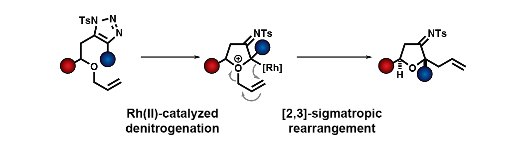 Abstract image for Rhodium(II)-Catalyzed Stereocontrolled Synthesis of Dihydrofuran-3-imines from 1-Tosyl-1,2,3-Triazoles